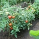 Лучшие сорта низкорослых томатов для теплицы
