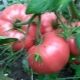 Лучшие сорта розовых томатов для теплиц