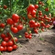 Лучшие сорта томатов для открытого грунта средней полосы России 