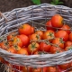 Лучшие сорта томатов для Сибири в теплице
