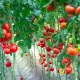 Лучшие сорта томатов для теплиц в Ленинградской области