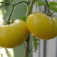 Лучшие сорта желтых томатов для теплиц