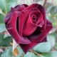 Сорта бархатных роз