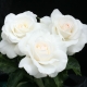 Сорта белых чайно-гибридных роз