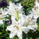Сорта белых махровых лилий