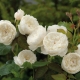 Сорта белых пионовидных роз