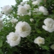 Сорта белых плетистых роз