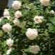 Сорта белых роз без шипов