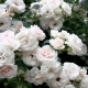Сорта белых роз флорибунда
