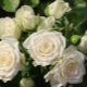 Сорта белых роз спрей