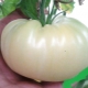 Сорта белых томатов