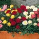 Сорта бордюрных роз