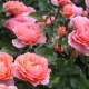 Сорта чайно-гибридных розовых роз