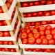 Сорта долгохранящихся томатов