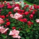 Сорта голландских роз