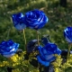 Сорта голубых роз и их особенности