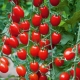 Сорта индетерминантных томатов