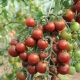 Сорта кистевых томатов для открытого грунта