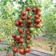 Сорта кистевых томатов для теплиц