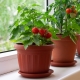 Сорта и выращивание комнатных томатов