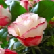 Сорта красно-белых роз