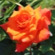 Сорта красно-оранжевых роз