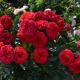 Сорта красных пионовидных роз