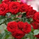 Сорта красных роз спрей