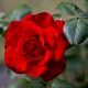 Сорта красных роз