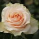 Сорта кремовых роз