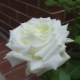 Обзор крупных белых сортов роз