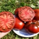 Сорта крупных мясистых и очень ранних томатов