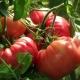 Сорта крупных томатов для открытого грунта