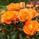 Сорта кустовых оранжевых роз
