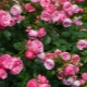 Сорта кустовых розовых роз