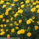 Сорта кустовых желтых роз