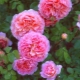 Сорта махровых роз