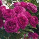 Сорта малиновых роз