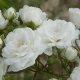 Сорта мелкоцветковых белых роз