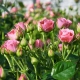 Сорта мелкоцветковых роз