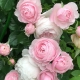 Сорта нежно-розовых роз
