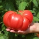 Сорта низкорослых крупноплодных томатов