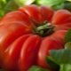Сорта низкорослых крупноплодных томатов для открытого грунта