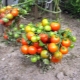 Сорта низкорослых томатов для открытого грунта