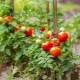 Сорта низкорослых томатов для теплиц без пасынкования