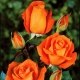 Сорта оранжевых чайно-гибридных роз