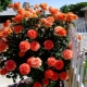 Сорта оранжевых плетистых роз