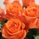 Сорта оранжевых роз