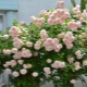 Сорта плетистых роз без шипов