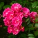 Сорта полиантовых роз